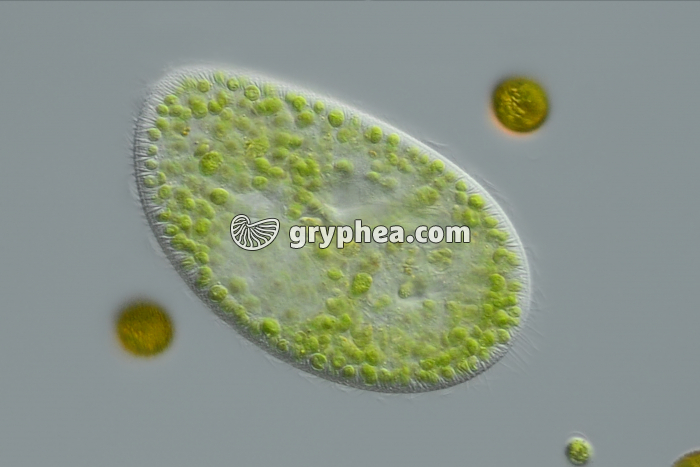Paramécie - Endosymbiose chez Paramecium bursaria x100  - gryphea.com
